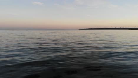 aerial view flying across the sea in nykøbing bugt with swimming and flying seabirds in a beautiful sunset