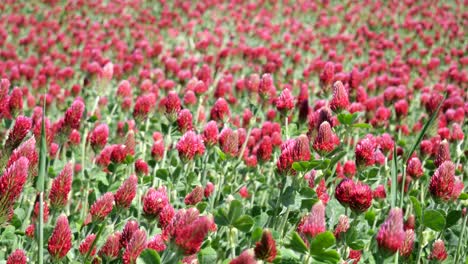 a meadow with italian clover plants waving in a summer breeze