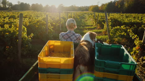 Una-Granjera-En-Un-Pequeño-Tractor-Monta-A-Lo-Largo-De-Su-Granja-Junto-A-Ella-Su-Perro