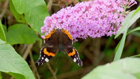 red admiral butterfly on buddleia flower