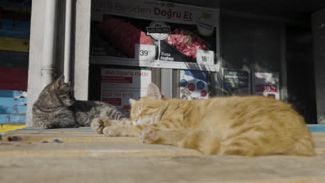 two cats sleeping on a wooden table outside a shop