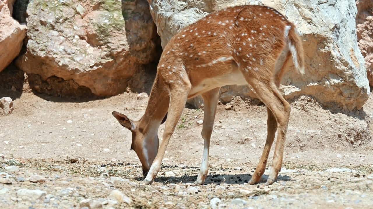 View of a spotted deer eating in Terra Natura Zoo in Benidorm, Spain. Massive rocks in the background