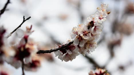 Bienen-Bestäuben-Die-Blüten-Eines-Blühenden-Aprikosenbaums