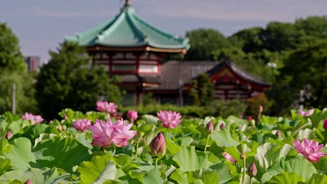 Wunderschöne-Lotusblumen-Im-Ueno-Benten-Do-Tempel-In-Tokio