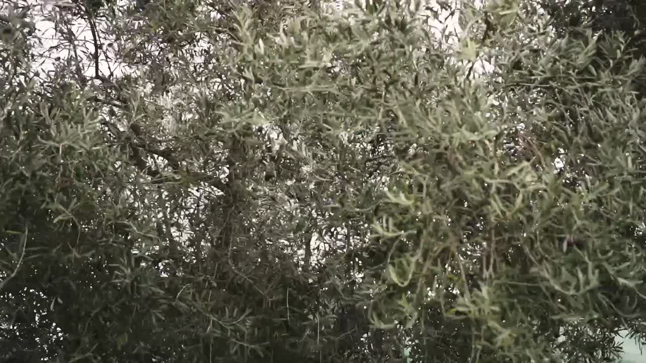 Rami di ulivo che si scuotono mentre le olive cadono nel Portogallo rurale.