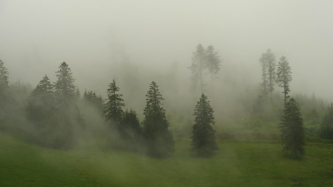 밀집 한 안개 는 방울 숲 에서 병든 나무 들 을 드러낸다