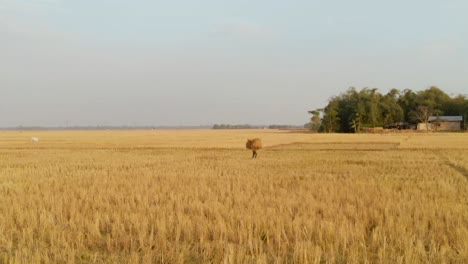 Trabajador-Agrícola-Cosechando-En-Los-Arrozales