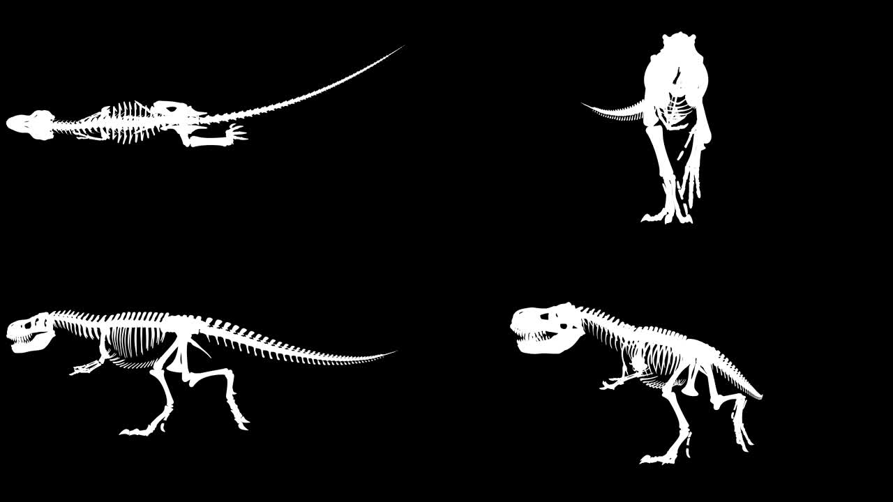 ciclo de caminata del esqueleto trex xray, bucle de animación 3d, canal alfa