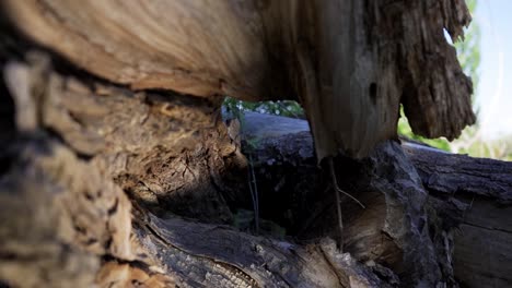 Camera-moving-away-of-old-trunk-of-a-tree-in-slow-motion