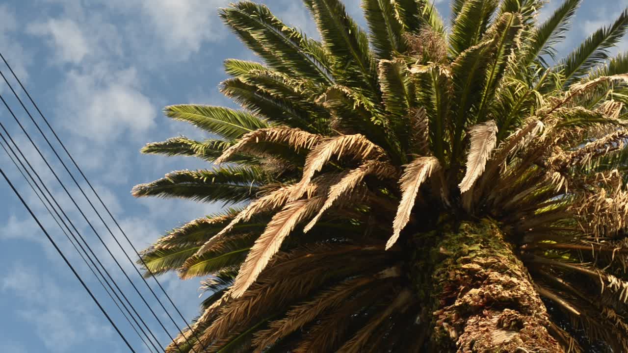 Large phoenix palm tree underneath blue cloudy, morning sky with a pigeon on the trunk