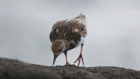 wandering tattler bird of hawaii hunts for food on the lava rock near the ocean waves