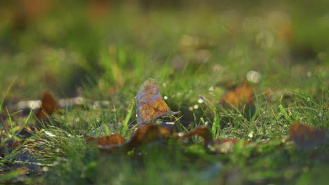 Nahaufnahme-Von-Gefallenem-Laub,-Das-Auf-Dem-Rasen-Im-Sonnenlicht-Liegt.-Herbstlandschaft-Bunte-Blätter