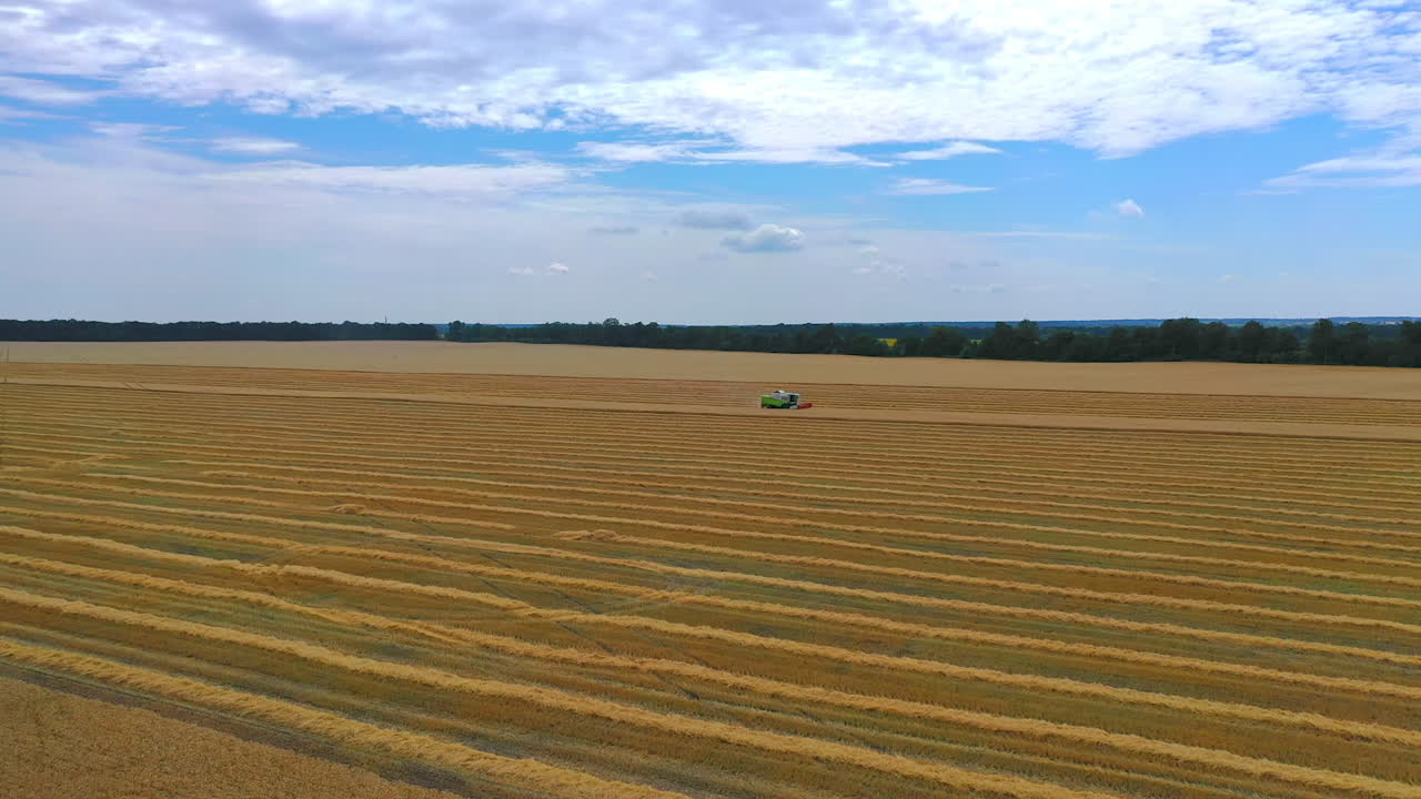 Grain green harvesting combine in a sunny day. Yellow field with grain. Agricultural technic works in field. Video from side.