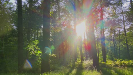 smooth drone video footage of a magical, lush, green forest with beautiful golden light during summer