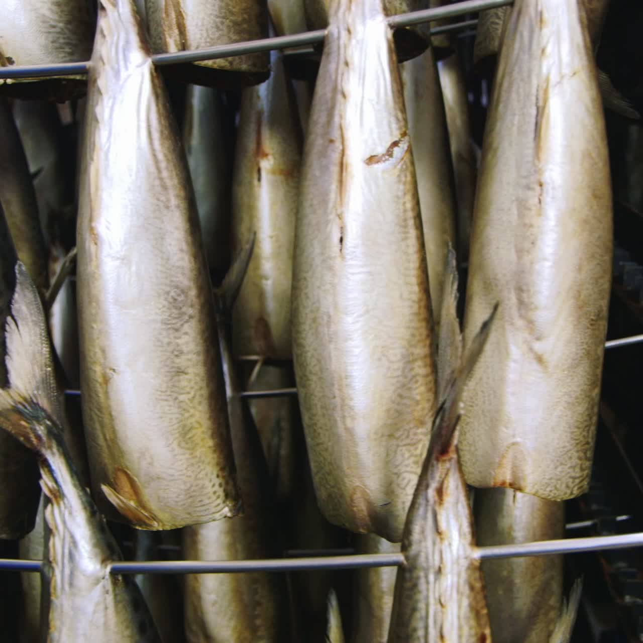 훈연을 위해 준비된 어항 4