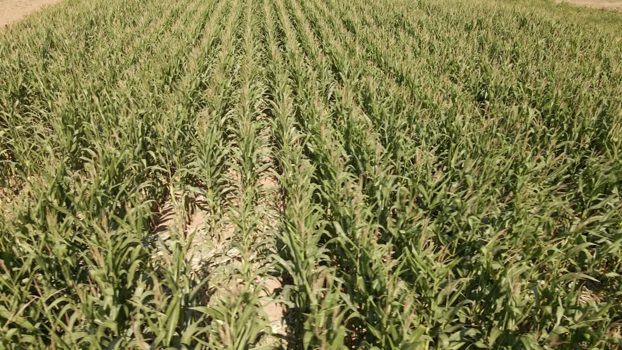plantas de maíz en una plantación ondeando en el cálido viento de verano en una tarde soleada