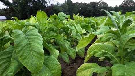 tobacco growing in a field in southern orange county, north carolina. fully grown and green, just starting to turn brown.