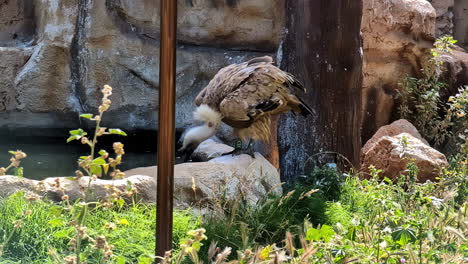 Griffon-vulture-drinking-water-flowing-through-rocks