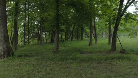 a low altitude slowly forward moving shot between tree trunks in a dark part of the forest during sunset