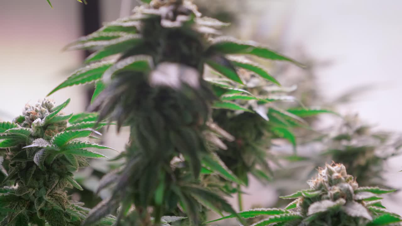 개화 단계에서 성장 텐트에서 자라는 대마초 식물의 샷