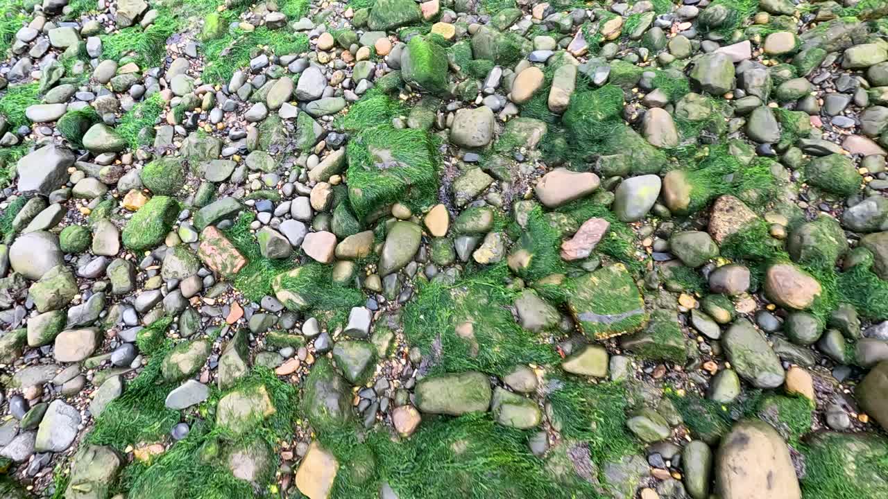 Moss-covered rocks and pebbles in Queensferry, Edinburgh