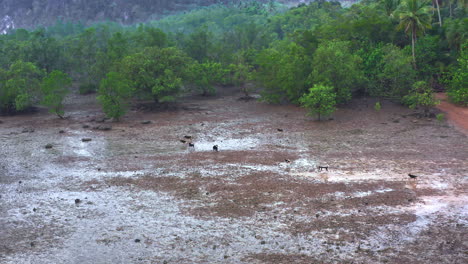 Wild-dog-pack-prowling-coastal-mangrove-forest-at-low-tide,-Thailand