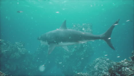 gran tiburón blanco nadando en el océano