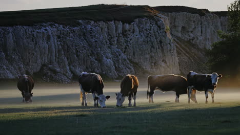 Cows Grazing in Misty Field with White Cliffs at Sunrise
