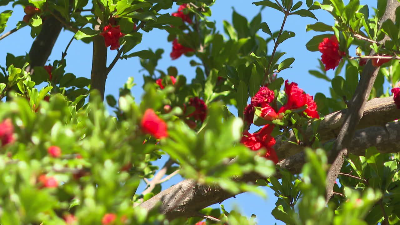Pomegranate Tree in Bloom