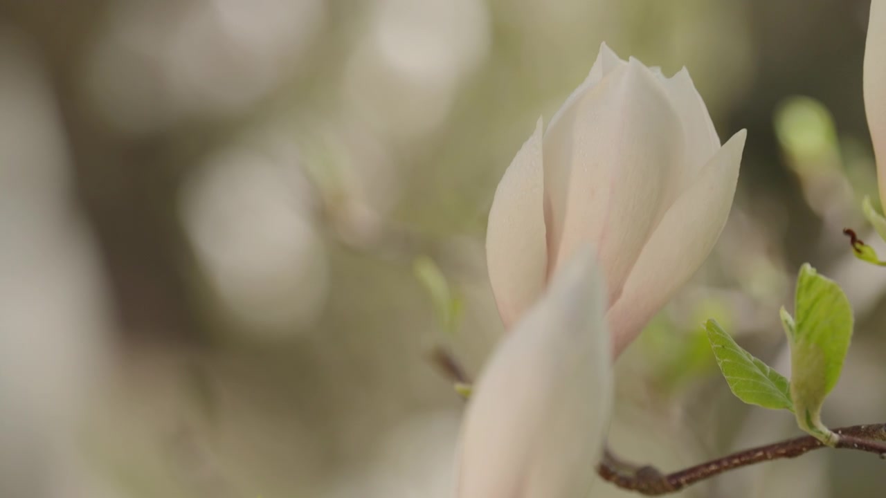 Soft natural lighting emphasizes the elegant lines of the blossom in a spring garden.