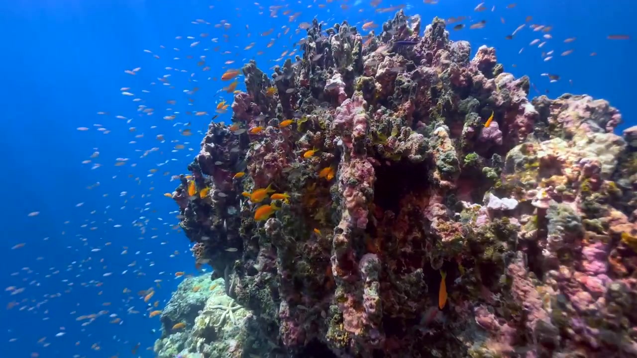 Pesci tropicali della barriera corallina che nuotano intorno a una bellissima barriera corallina a Zanzibar, Tanzania.