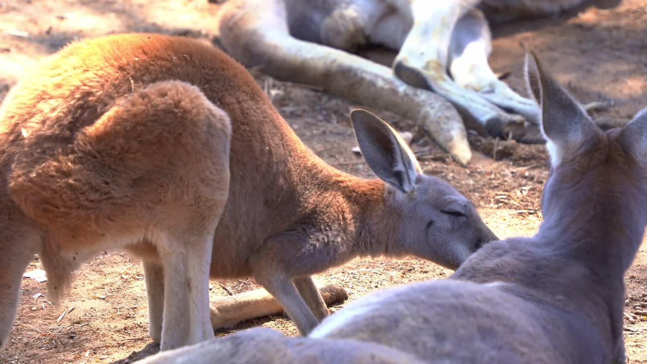 tomada de cerca capturando la interacción entre la madre y el niño canguro rojo, macropus rufus en su hábitat natural, besándose, acariciándose y tocándose la nariz para formar un vínculo