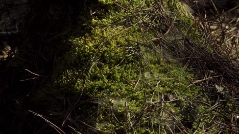 4K-close-up-on-a-cob-web-in-the-middle-of-the-moss-surrounded-by-some-pine-needles,-some-shadows-moving-in-and-out