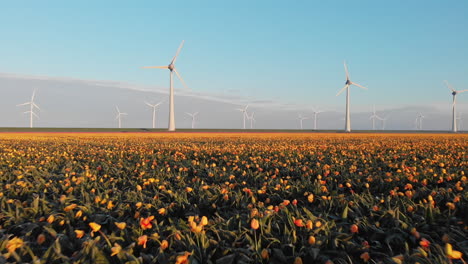 wind turbines with yellow tulips in bloom at spring