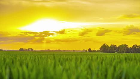 Glowing-golden-sunset-over-a-field-of-crops---time-lapse