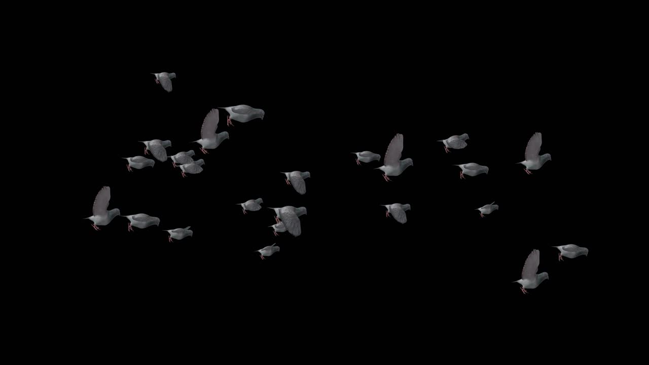 날아다니는 비둘기 무리