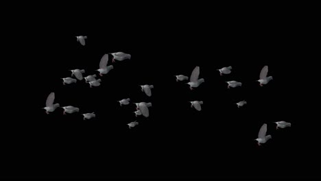 flock of pigeons in flight