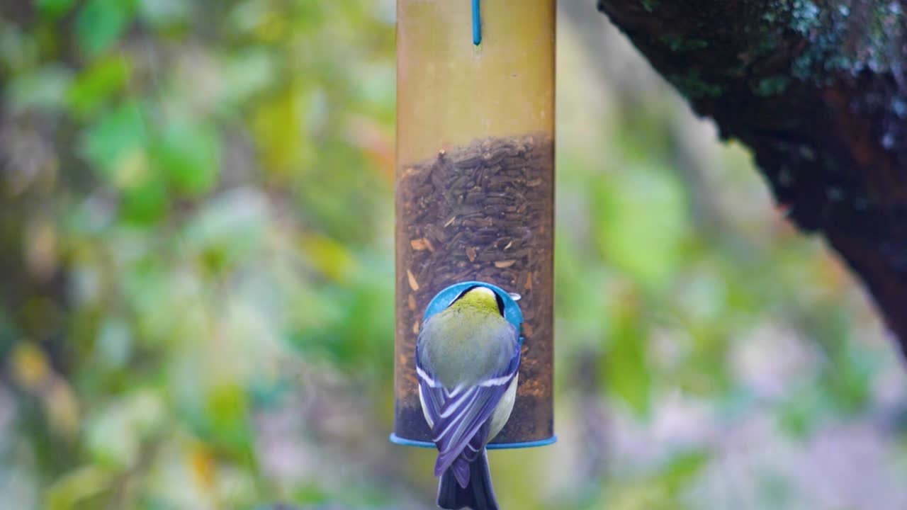 imágenes en cámara súper lenta en alta definición de pájaros volando hacia un comedero para pájaros y comiendo semillas