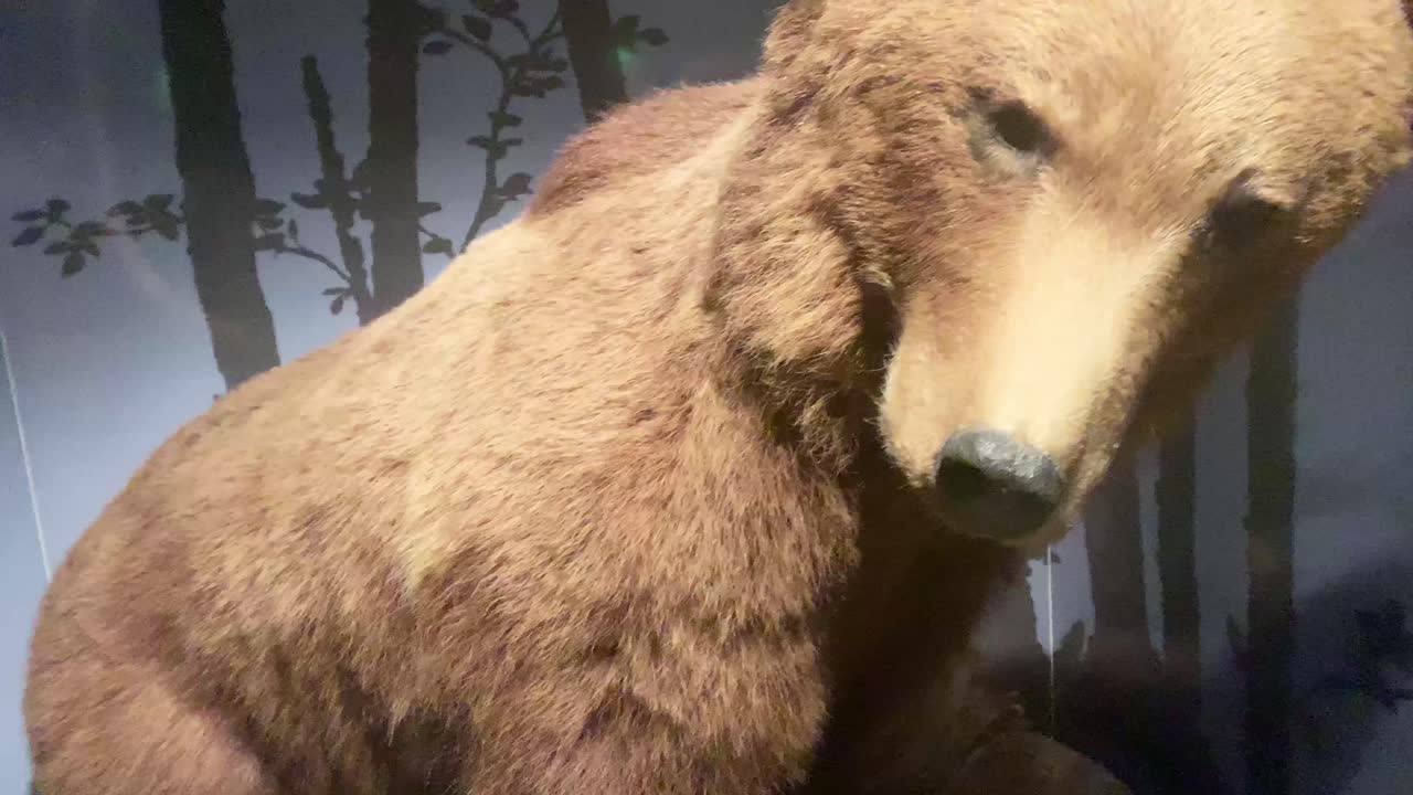 큰 갈색 이 드러납니다.