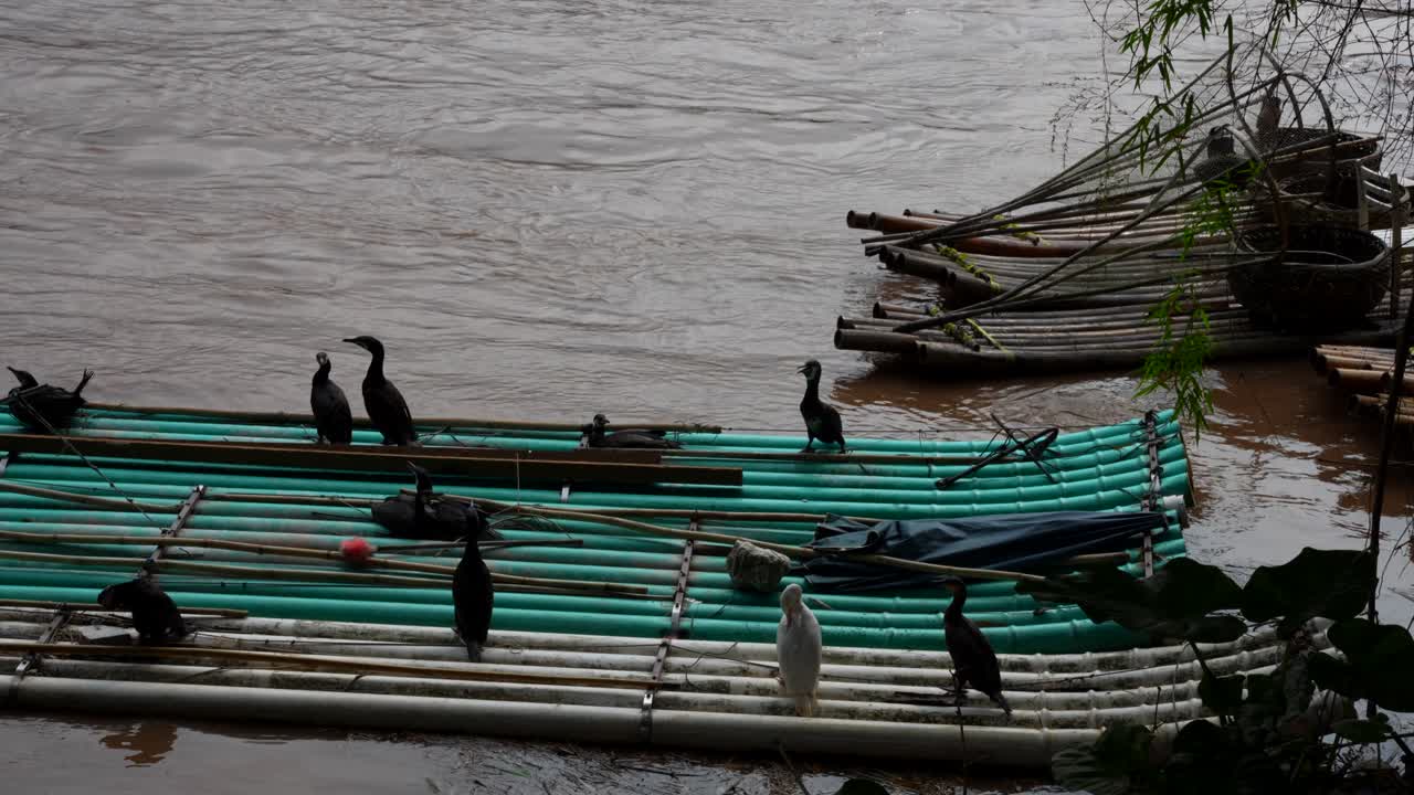 Tied Cormorant birds struggling to escape from a bamboo raft in Xingping, China