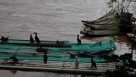 tied cormorant birds struggling to escape from a bamboo raft in xingping, china