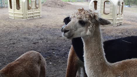 grupo de alpacas - granja de alpacas