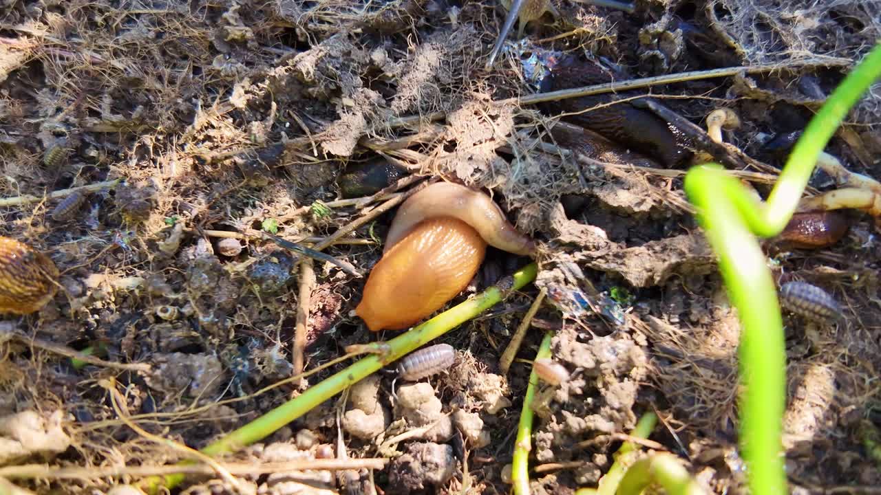 Macro shot of two slugs and woodlice crawling on soil, with a large grass blade in the foreground.