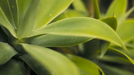 spikey plant filmed in close up in 4x slow motion