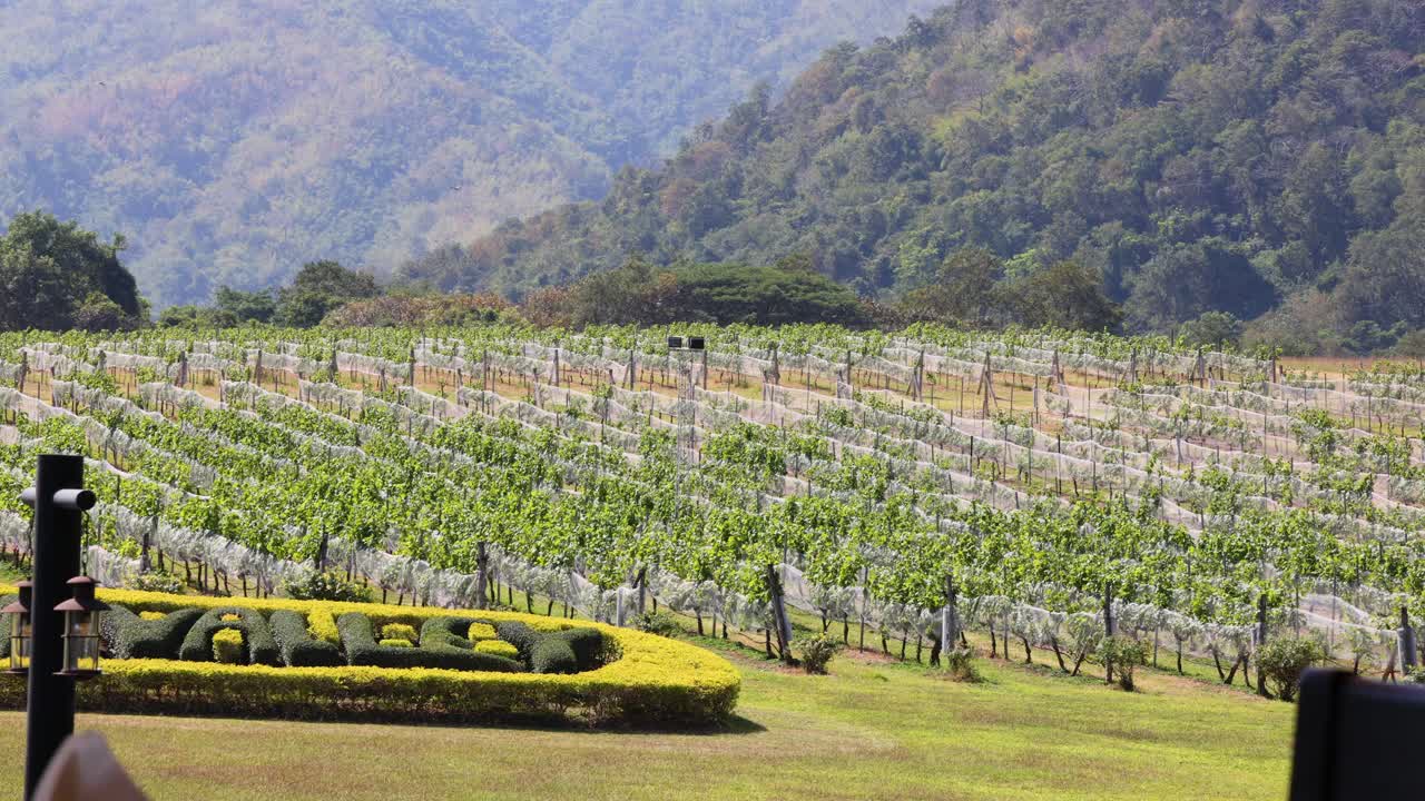 산 을 배경 으로 한 포도원 의 파노라마 풍경