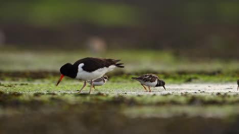 birds feeding in a marsh