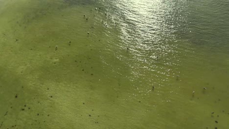 Pelicans-flying-aerial-view-off-Ft-Myers-Beach-Florida