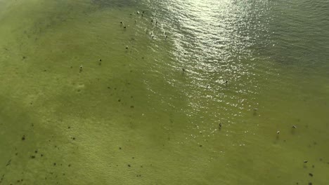 pelicanos volando vista aérea de la playa de ft myers en florida