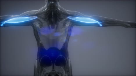 bíceps - mapa de la anatomía muscular visible