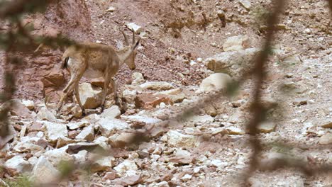 the nubian ibex is a desert-dwelling goat species found in mountainous areas of the middle east